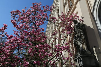 cvetoča magnolija
